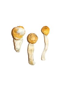 Buy Penis Envy Magic Mushrooms Online