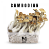 Cambodian Magic Mushrooms