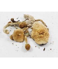 Buy Nepal Chitwan Magic Mushrooms Online